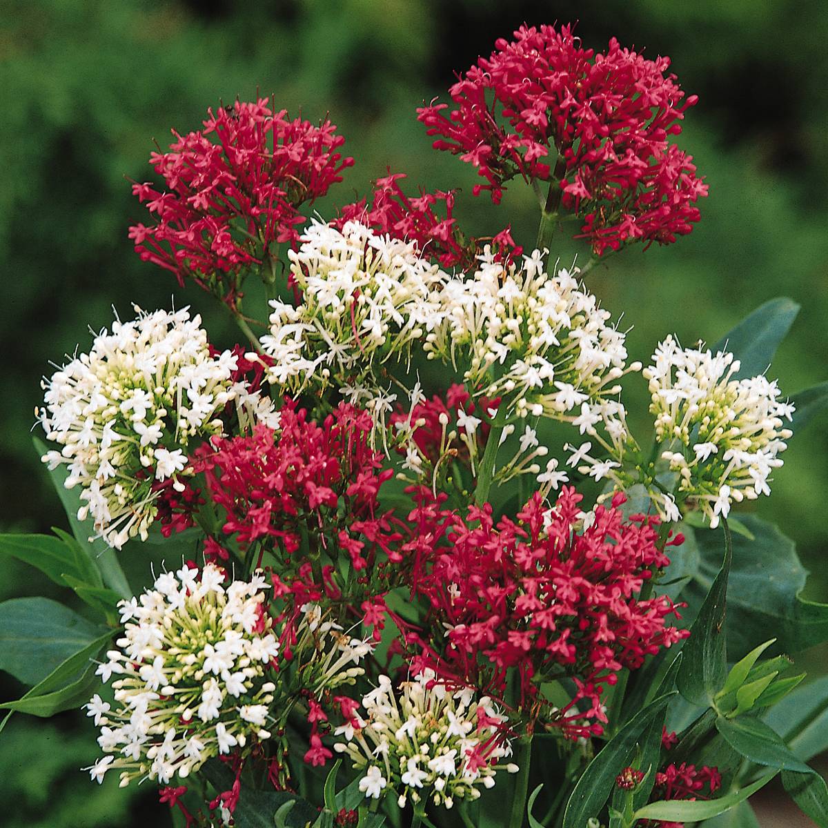 Graines de Valériane des jardins en mélange - Centrantus ruber  le sachet de 100 graines environ (0,2g)
