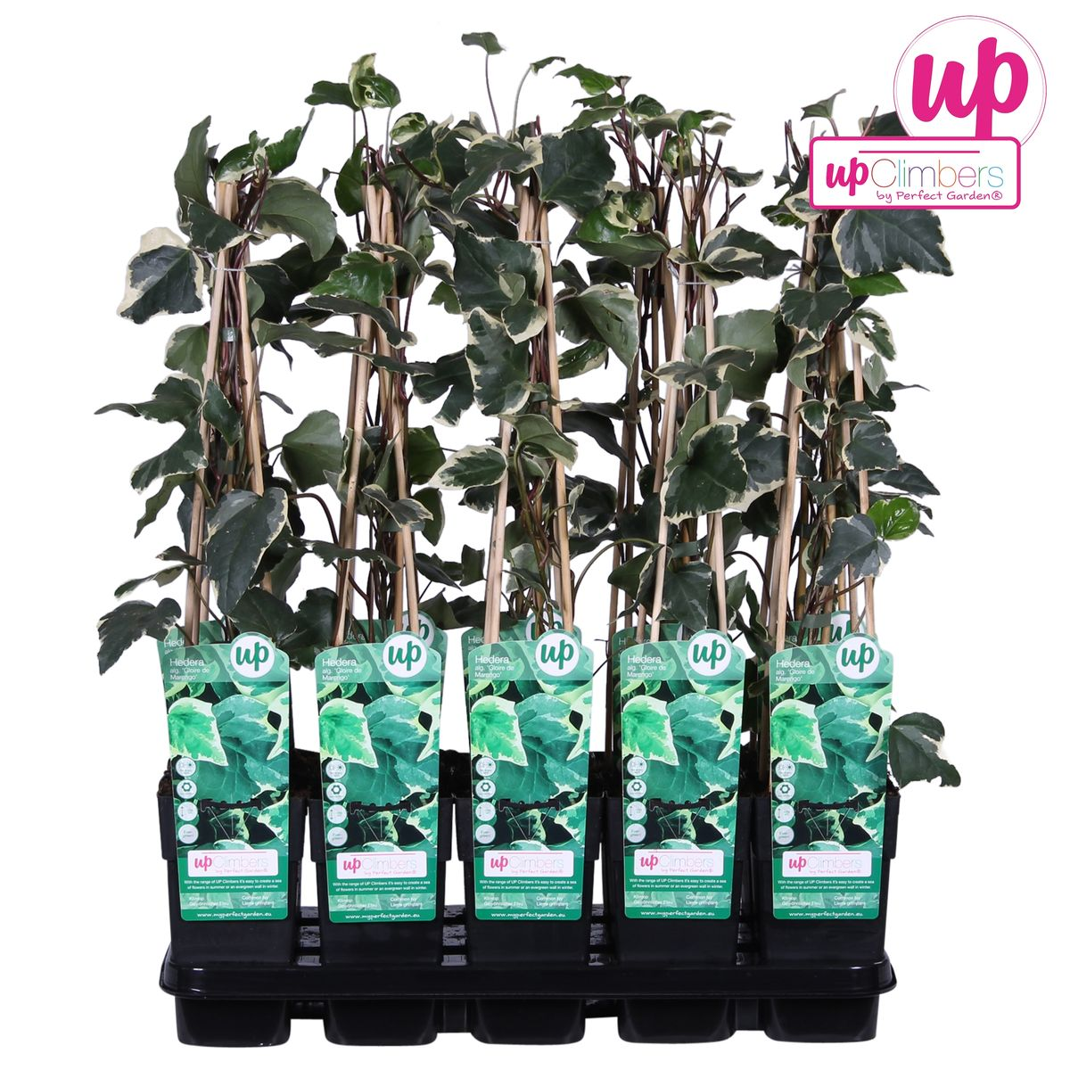 La Green Touch - Hedera Algeriensis 'Gloire de Maren' - D15 H65cm - Image 4