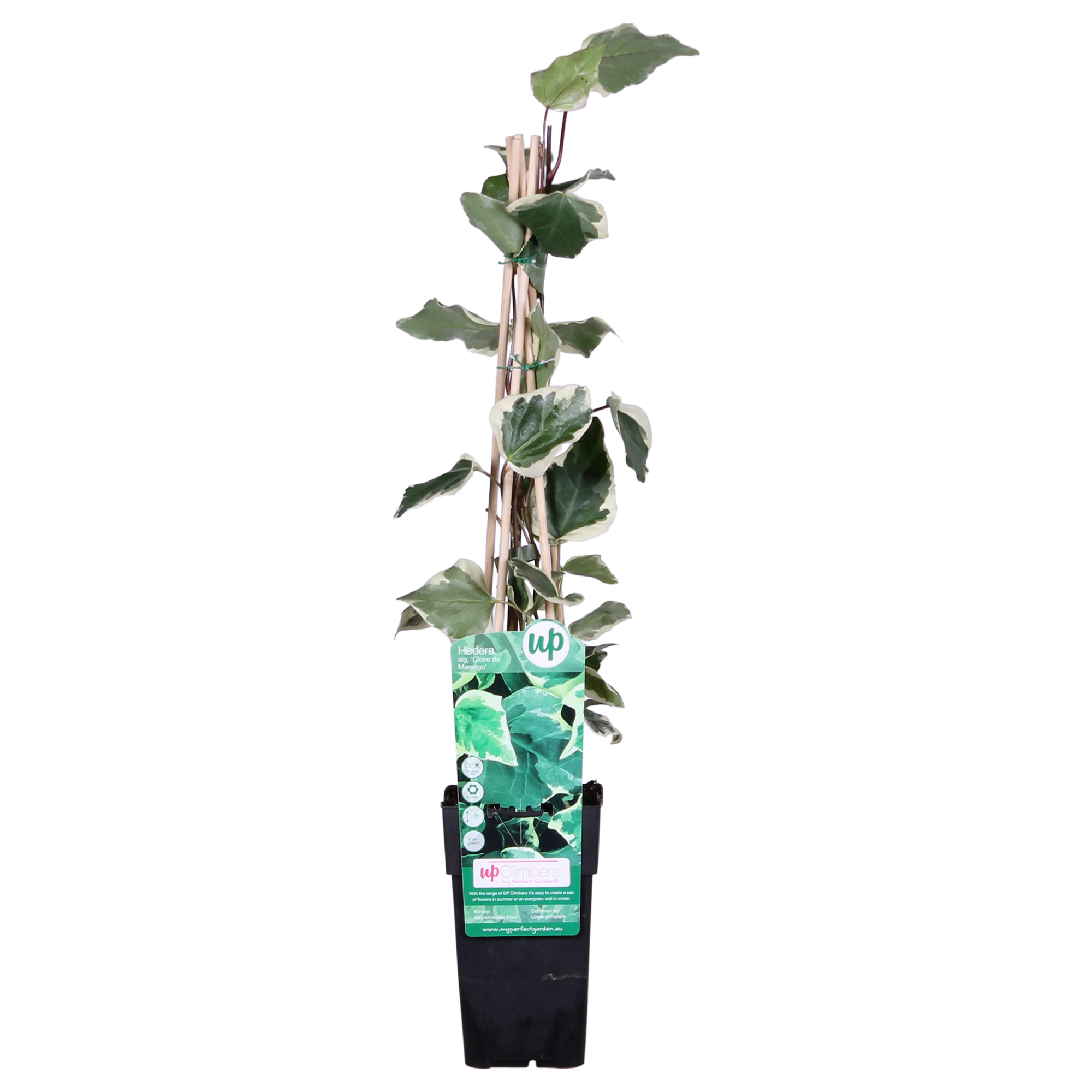 Hedera Algeriensis 'Gloire de Maren' - D15 H65cm