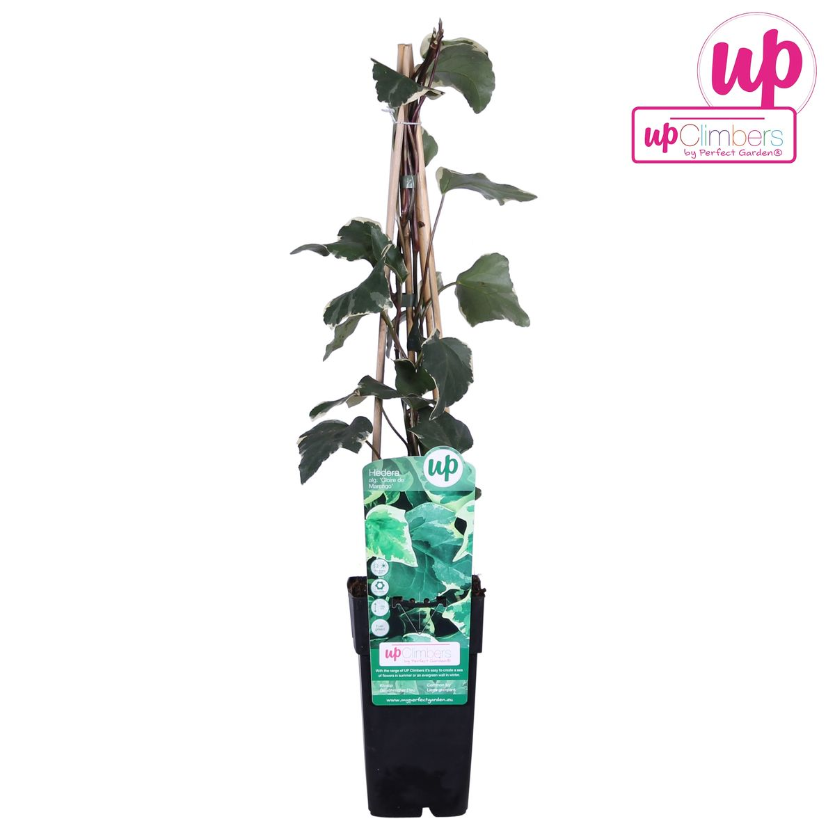 La Green Touch - Hedera Algeriensis 'Gloire de Maren' - D15 H65cm - Image 3
