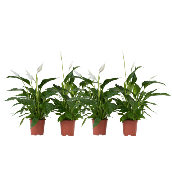 Plant In A Box - Fleur de lune - Set de 4 - Spathiphyllum 'Lima' - Hauteur 60-75cm - ⌀12cm - Image 1