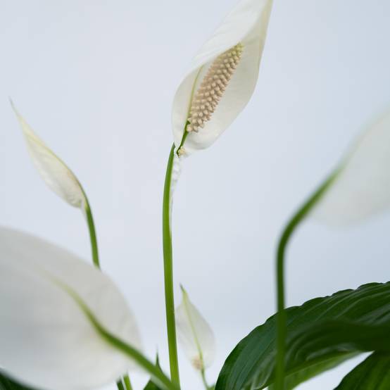 Plant In A Box - Fleur de lune - Set de 4 - Spathiphyllum 'Lima' - Hauteur 60-75cm - ⌀12cm - Image 4