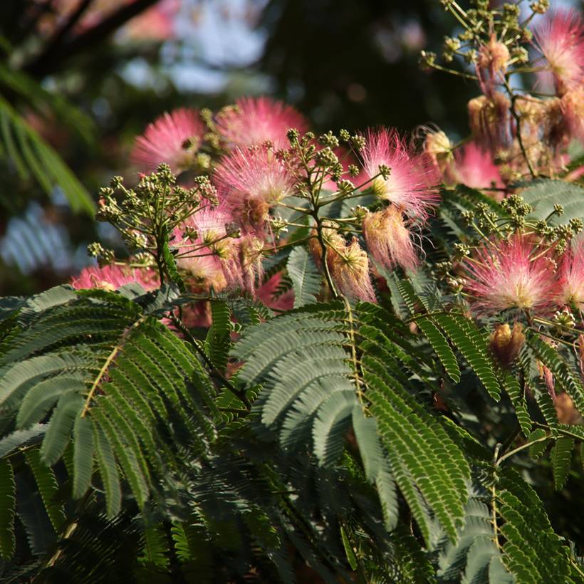 Albizia julibrissin Ombrella - Arbre à soie Pot de 3L/4L - Image 1