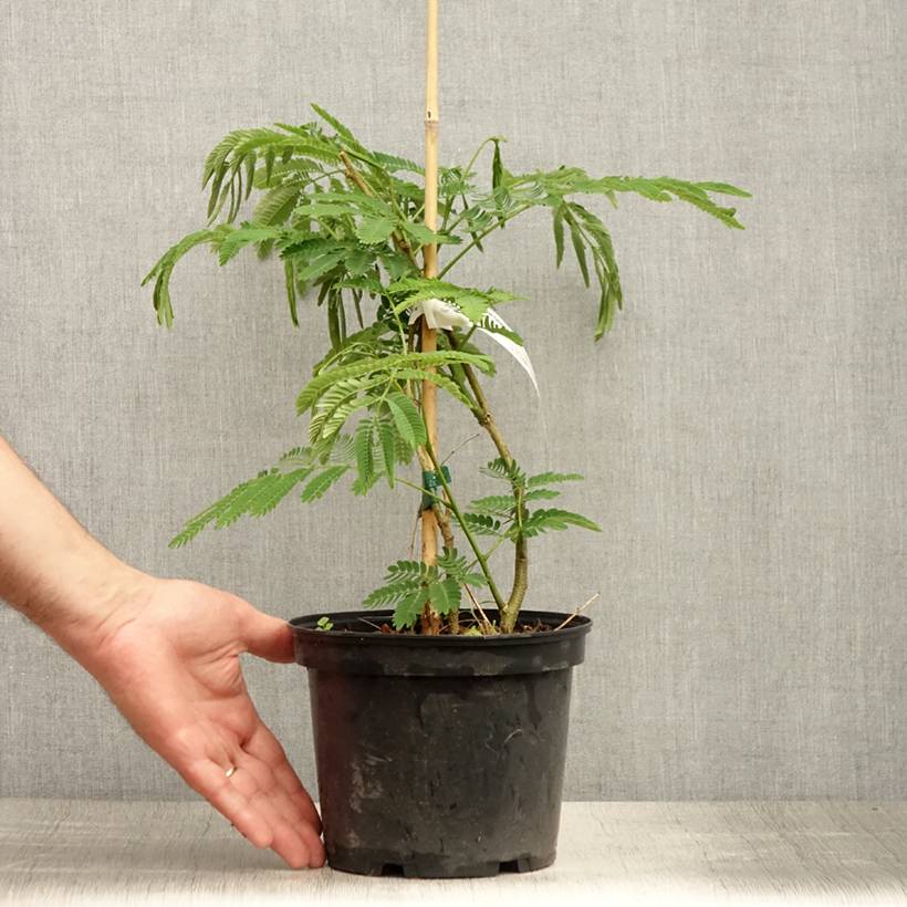 Albizia julibrissin Ombrella - Arbre à soie Pot de 3L/4L - Image 2