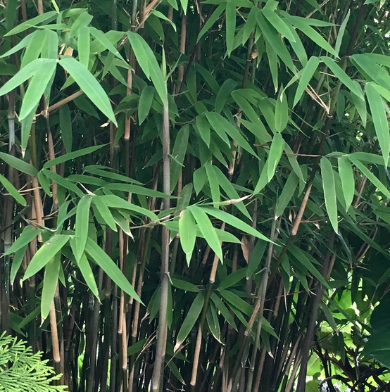 0 - Fargesia nitida "Blackpearl" (Bambou non traçant) Pot 30 Litres - 175/200cm - 10/15 cannes - Image 2