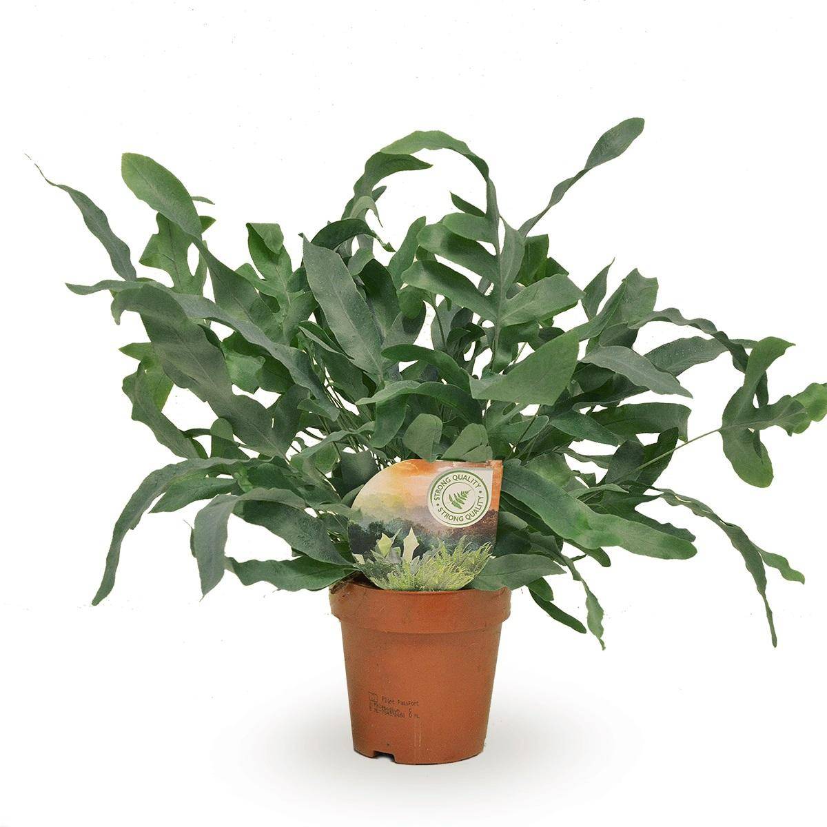 La Green Touch - Phlebodium Blue Star 35cm - Plante d'intérieur- La Green Touch - Imagen 1