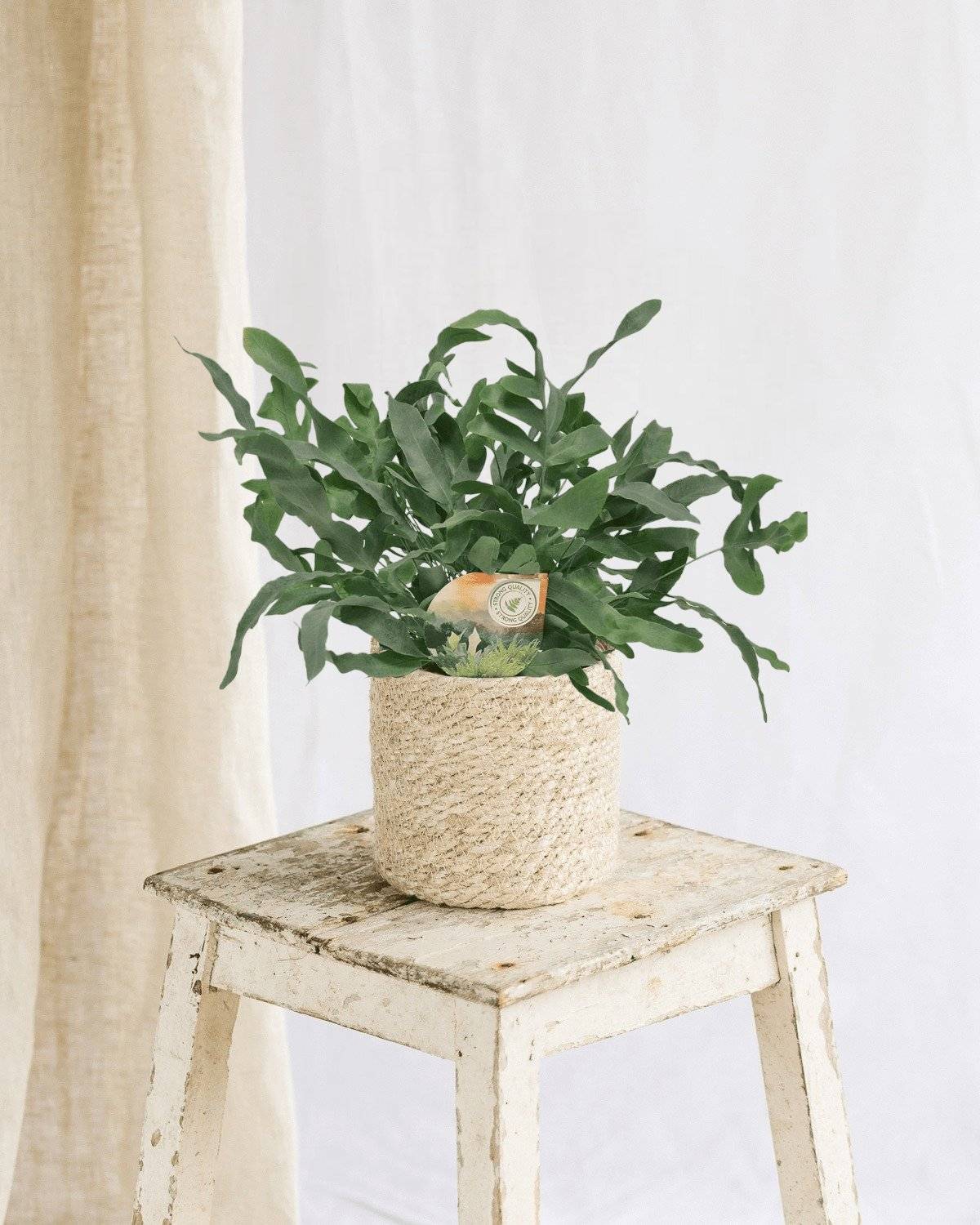 La Green Touch - Phlebodium Blue Star 35cm - Plante d'intérieur- La Green Touch - Imagen 2