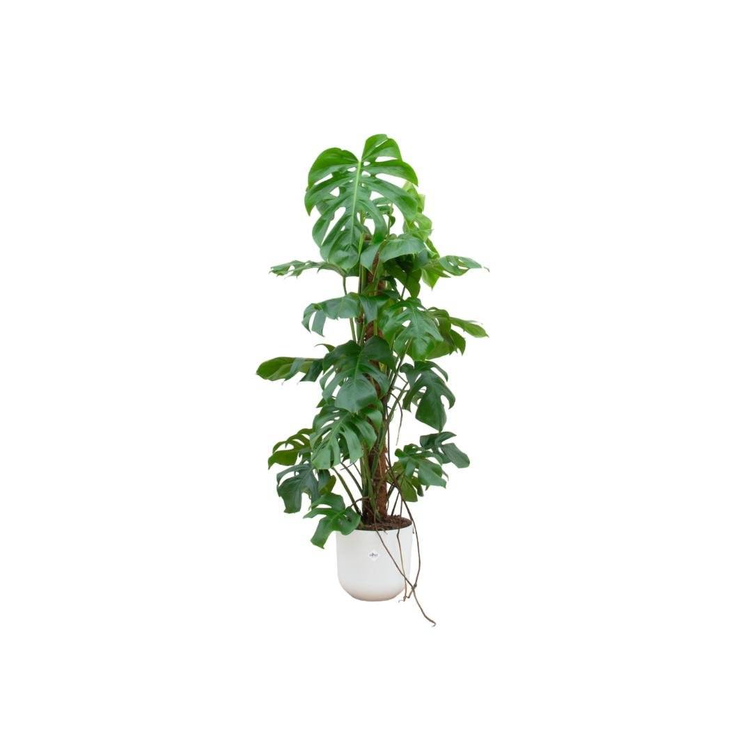 Monstera Pertusum 120cm et son pot- La Green Touch Blanc - Hauteur 120cm