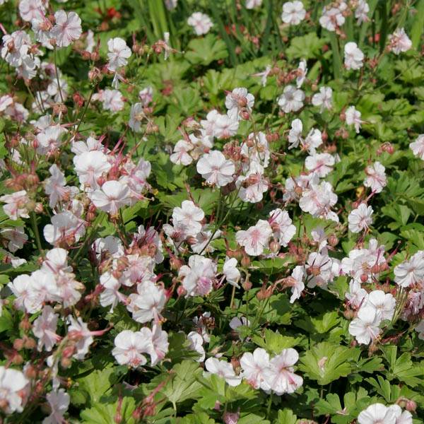 Promesse de Fleurs - Géranium vivace cantabrigiense Biokovo Godet de 8/9 cm