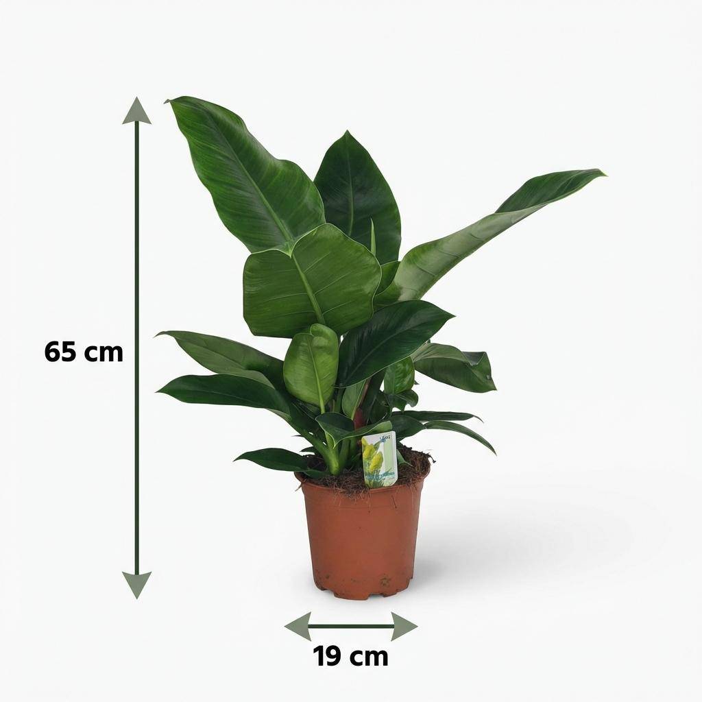 Philodendron - Philodendron Imperial Green - Pot de 19cm - Hauteur 65cm - Sans cache-pot - Plantes d'intérieur - Image 5