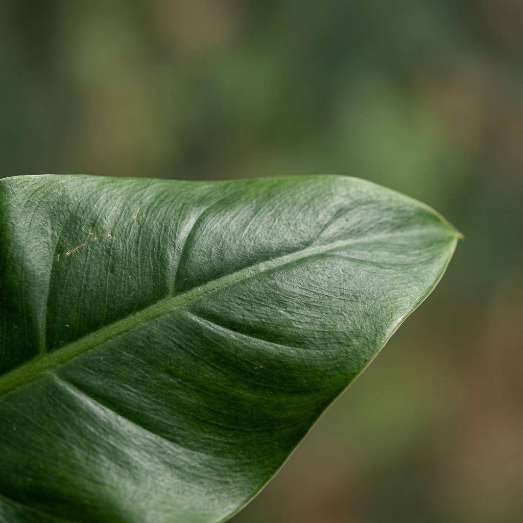 Philodendron - Philodendron Imperial Green - Pot de 19cm - Hauteur 65cm - Sans cache-pot - Plantes d'intérieur - Image 4