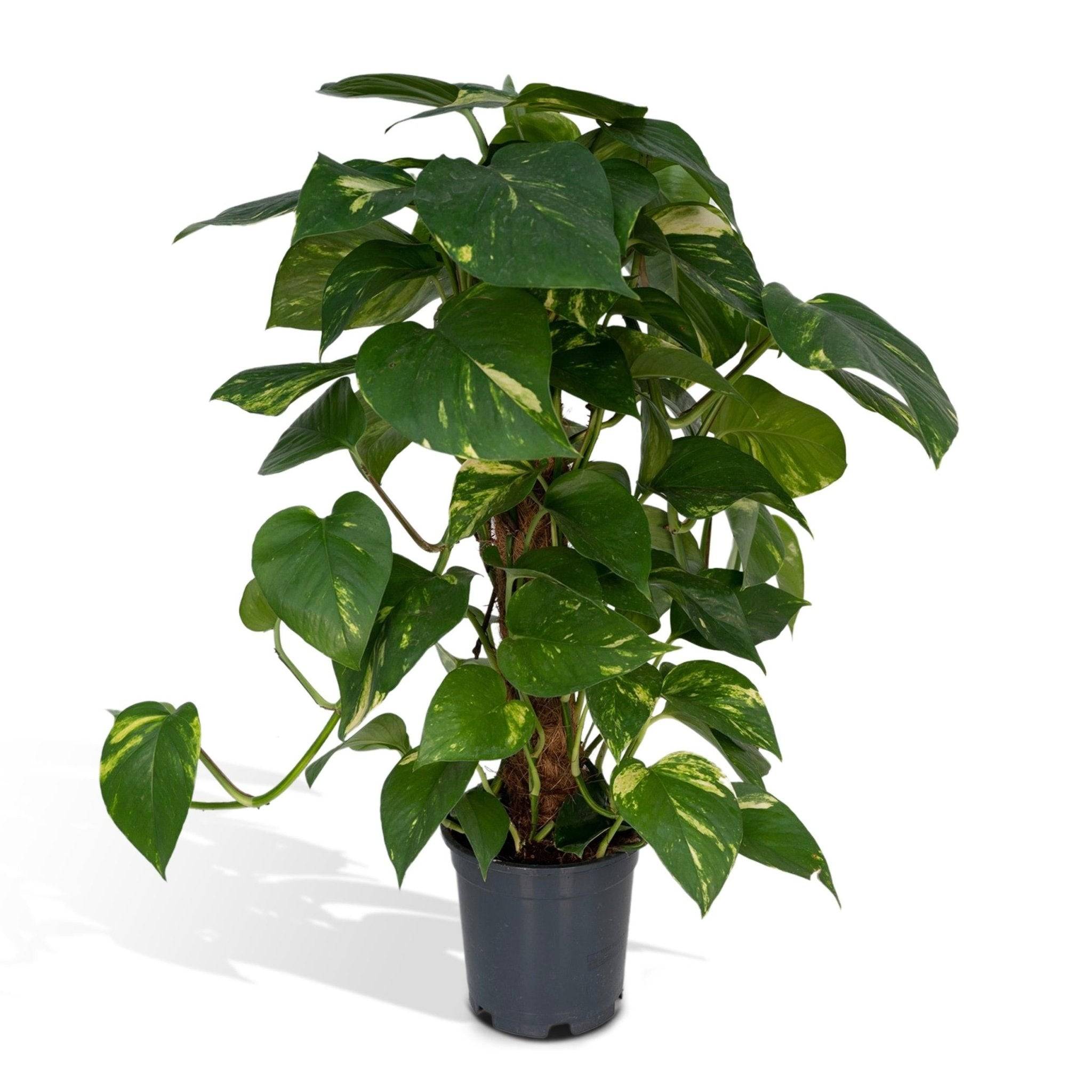 Epipremnum Aureum et son tuteur  h60cm 60cm - Plante d'intérieur- La Green Touch - Imagen 2