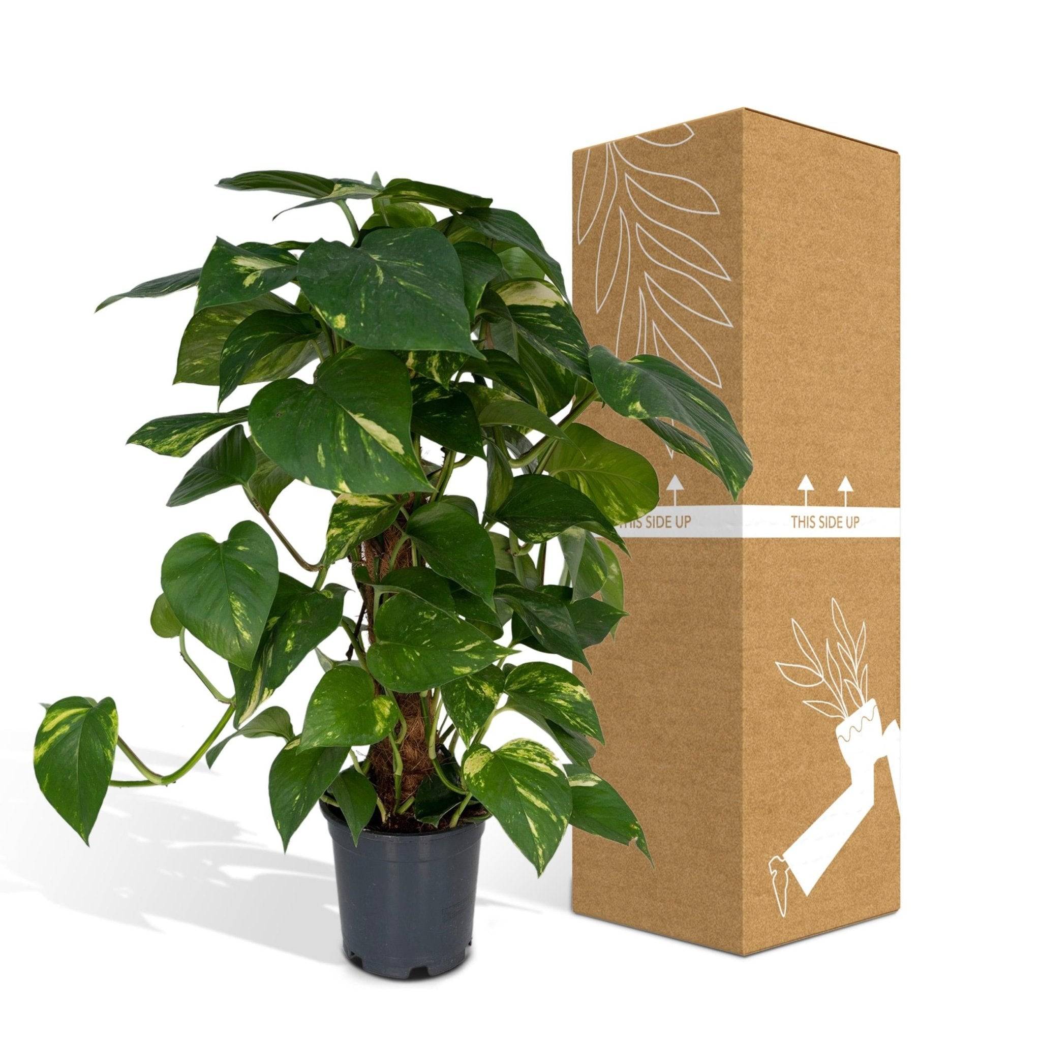 Epipremnum Aureum et son tuteur  h60cm 60cm - Plante d'intérieur- La Green Touch - Imagen 6