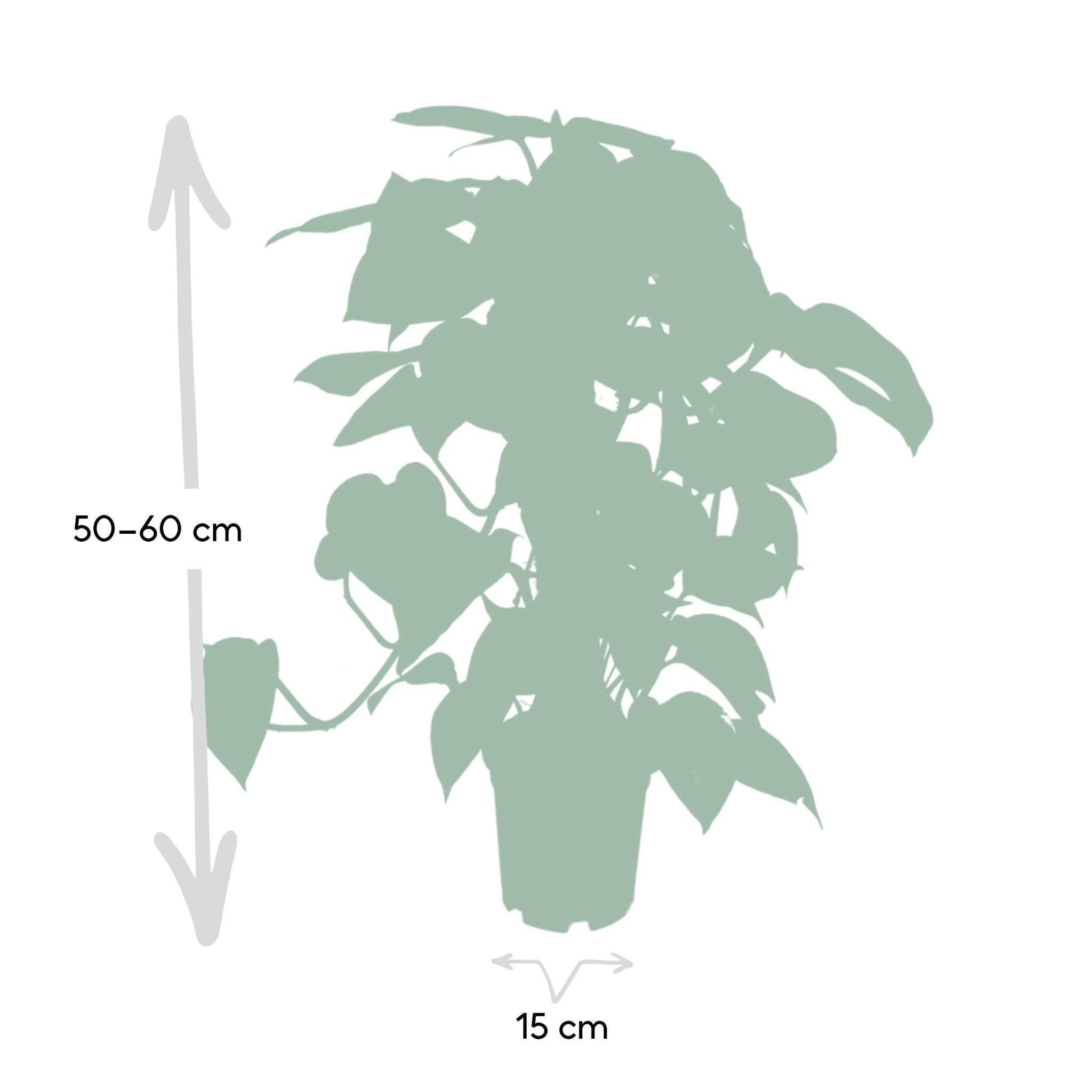 Epipremnum Aureum et son tuteur  h60cm 60cm - Plante d'intérieur- La Green Touch - Imagen 5