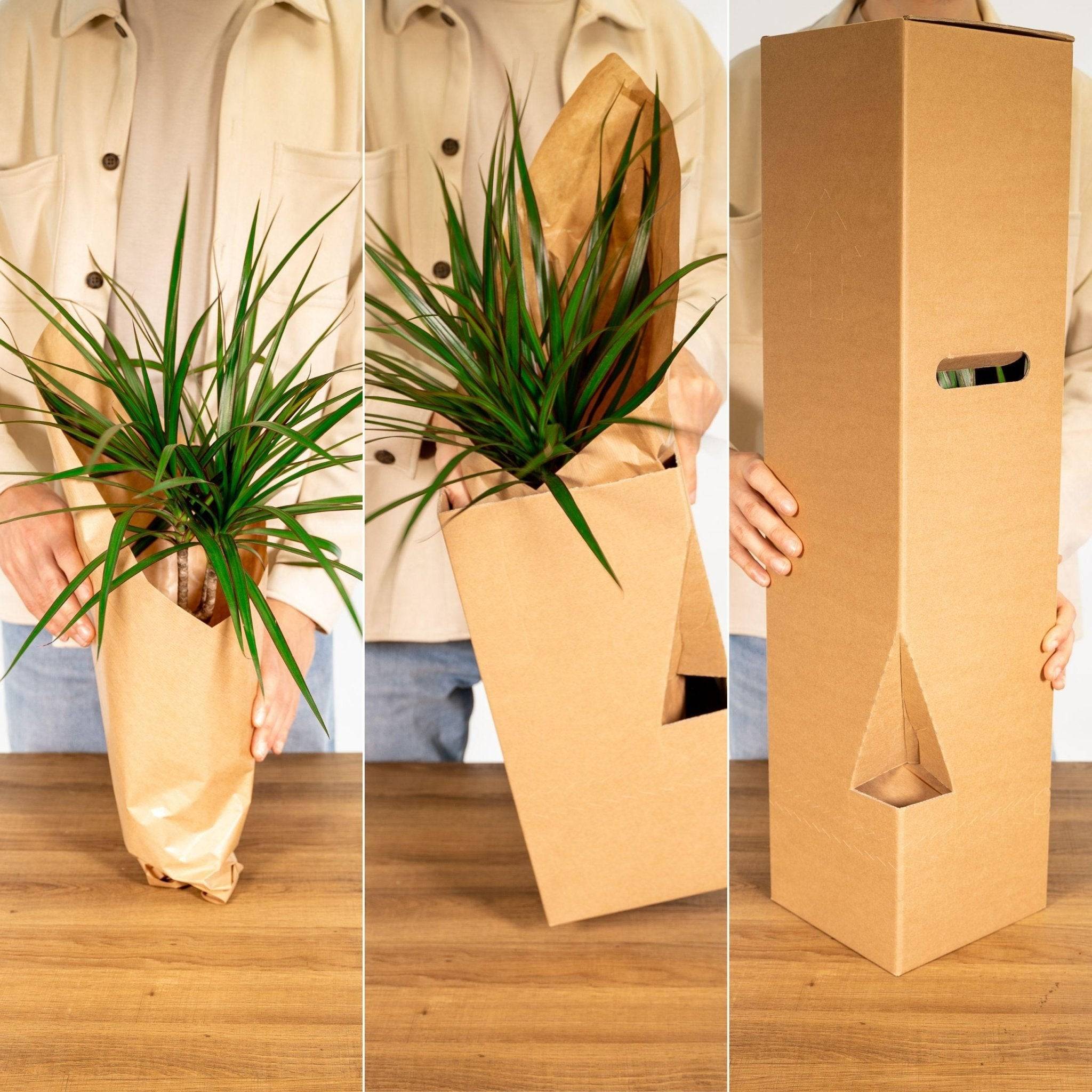 Epipremnum Aureum et son tuteur  h60cm 60cm - Plante d'intérieur- La Green Touch - Imagen 7