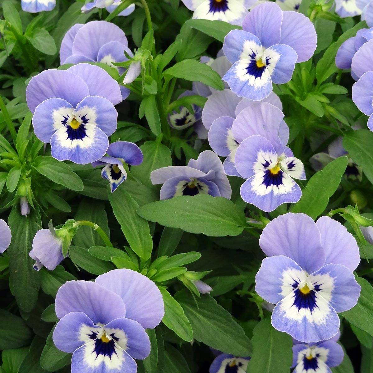 Promesse de Fleurs - Violette cornue Xp Sorbet Marina Mini motte - Viola cornuta Mini-motte Ø 1,5/2,5 cm (par 5)