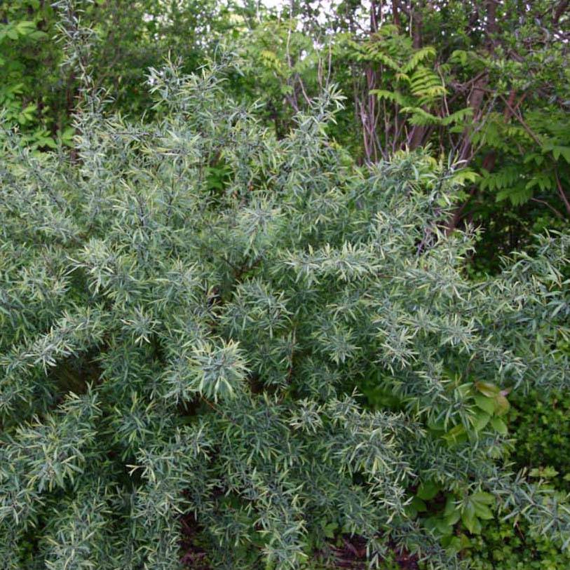Salix purpurea Nana - Saule pourpre Godet de 8/9 cm - Image 1
