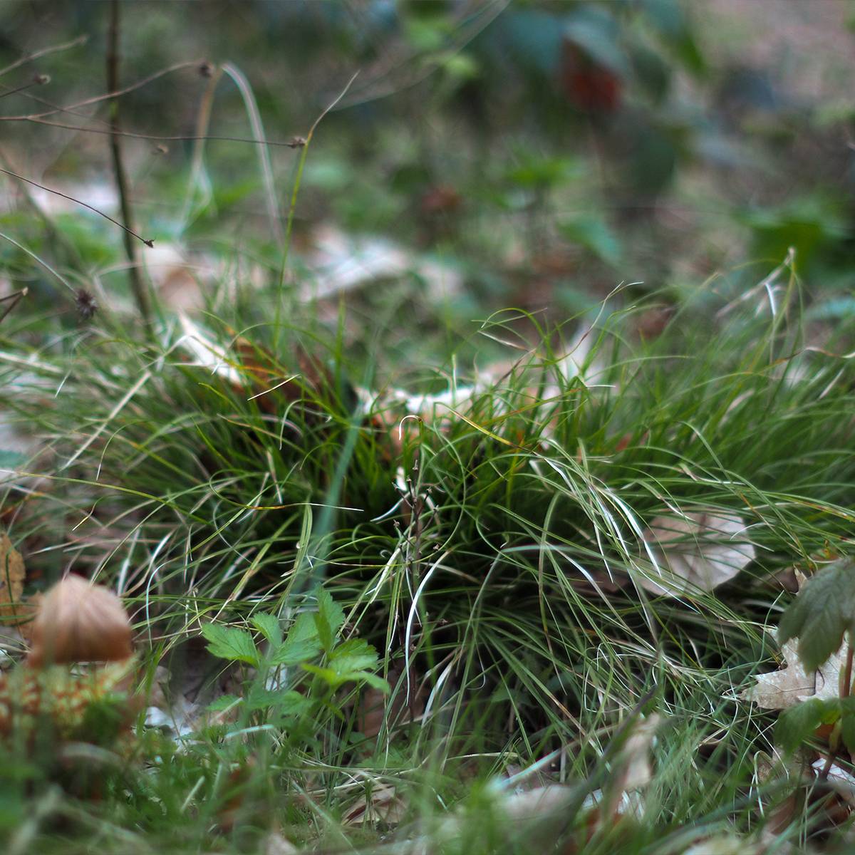Carex remota - Laîche espacée Godet de 8/9 cm