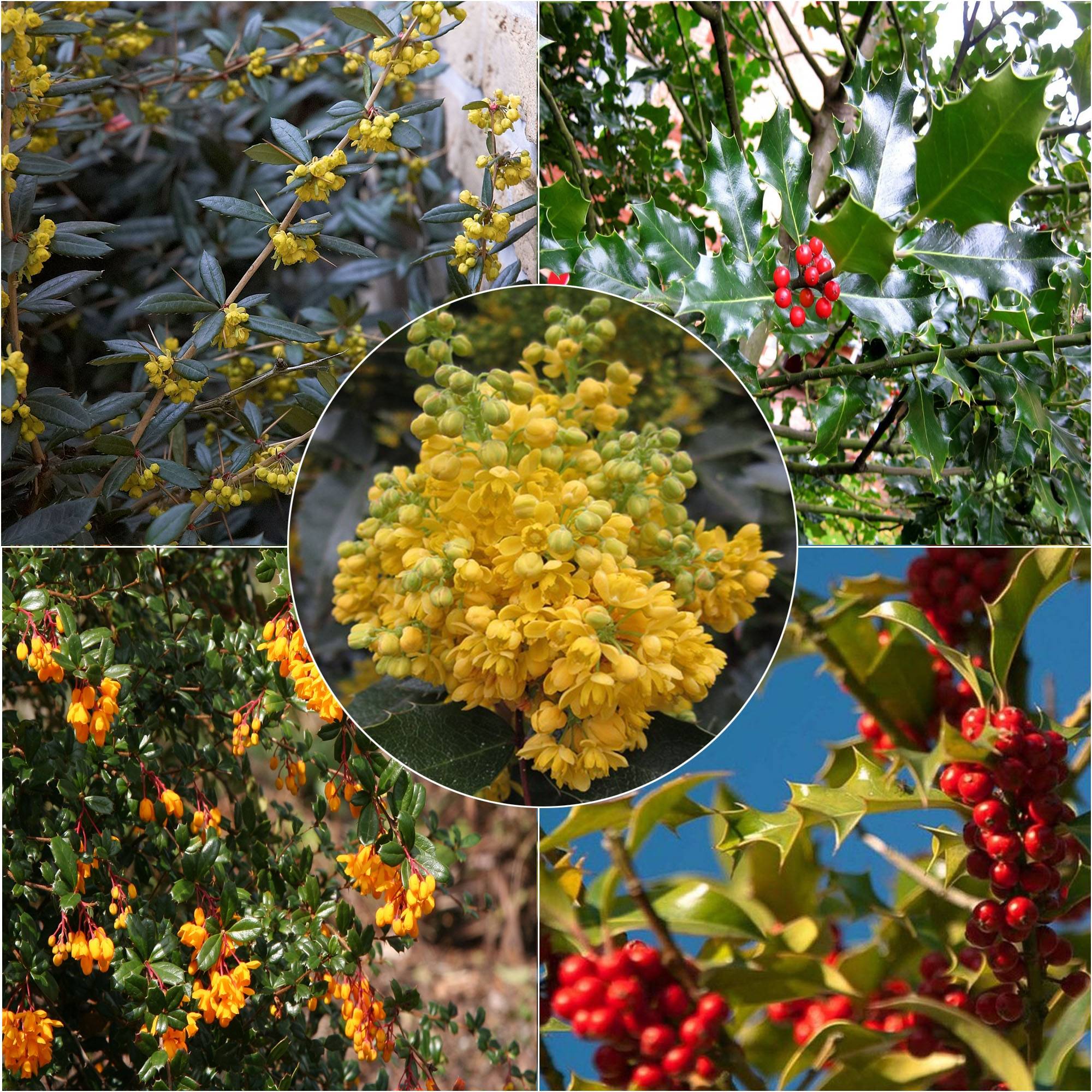 Promesse de Fleurs - Kit haie persistante et défensive éco - Collection de 10 plantes