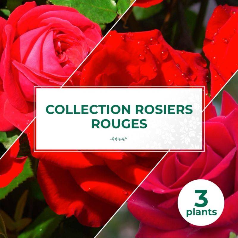 Collection 3 Rosiers Rouges - Racines nues - Pépinières Naudet - Image 1
