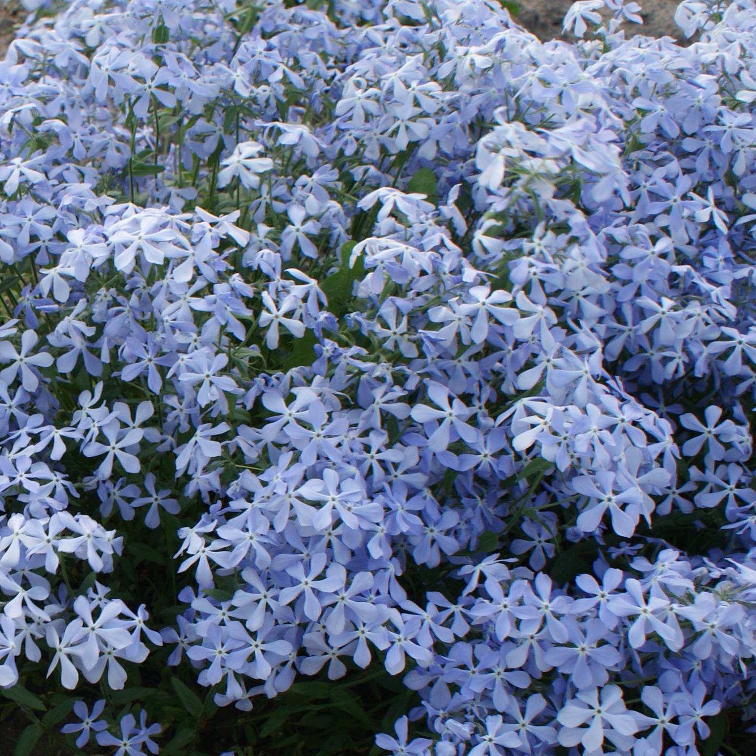 Phlox divaricata Clouds of Perfume Godet de 8/9 cm