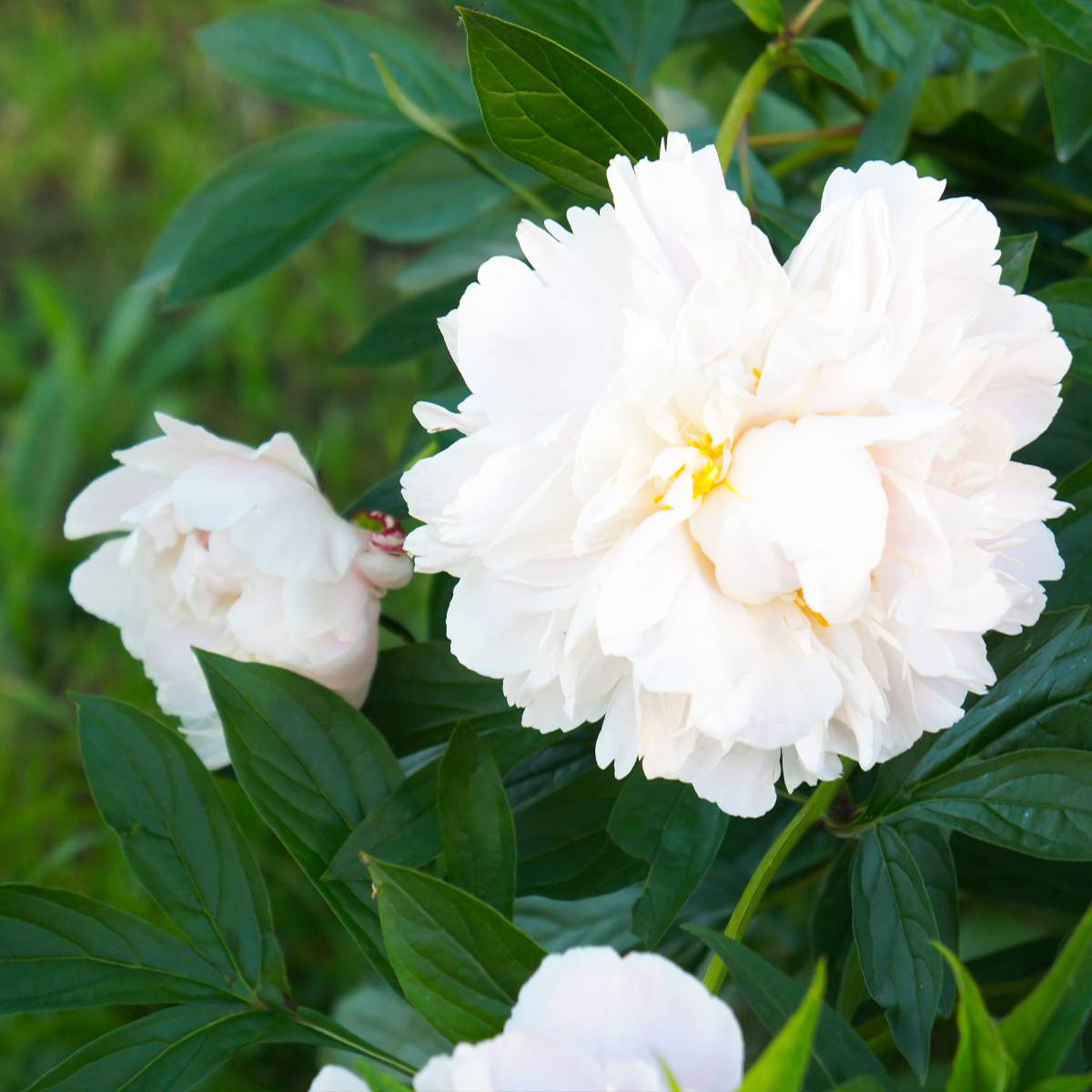 Promesse de Fleurs - Pivoine lactiflora Gardenia Souche 3/5 yeux