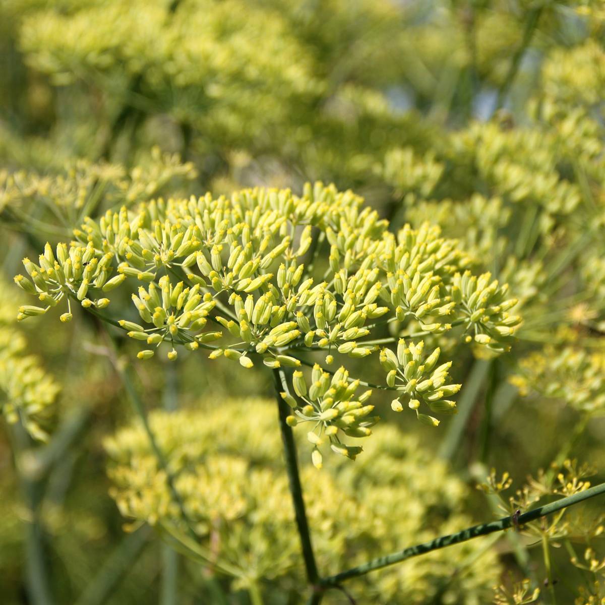 Promesse de Fleurs - Anis vert BIO le sachet de graines de 1 grammes
