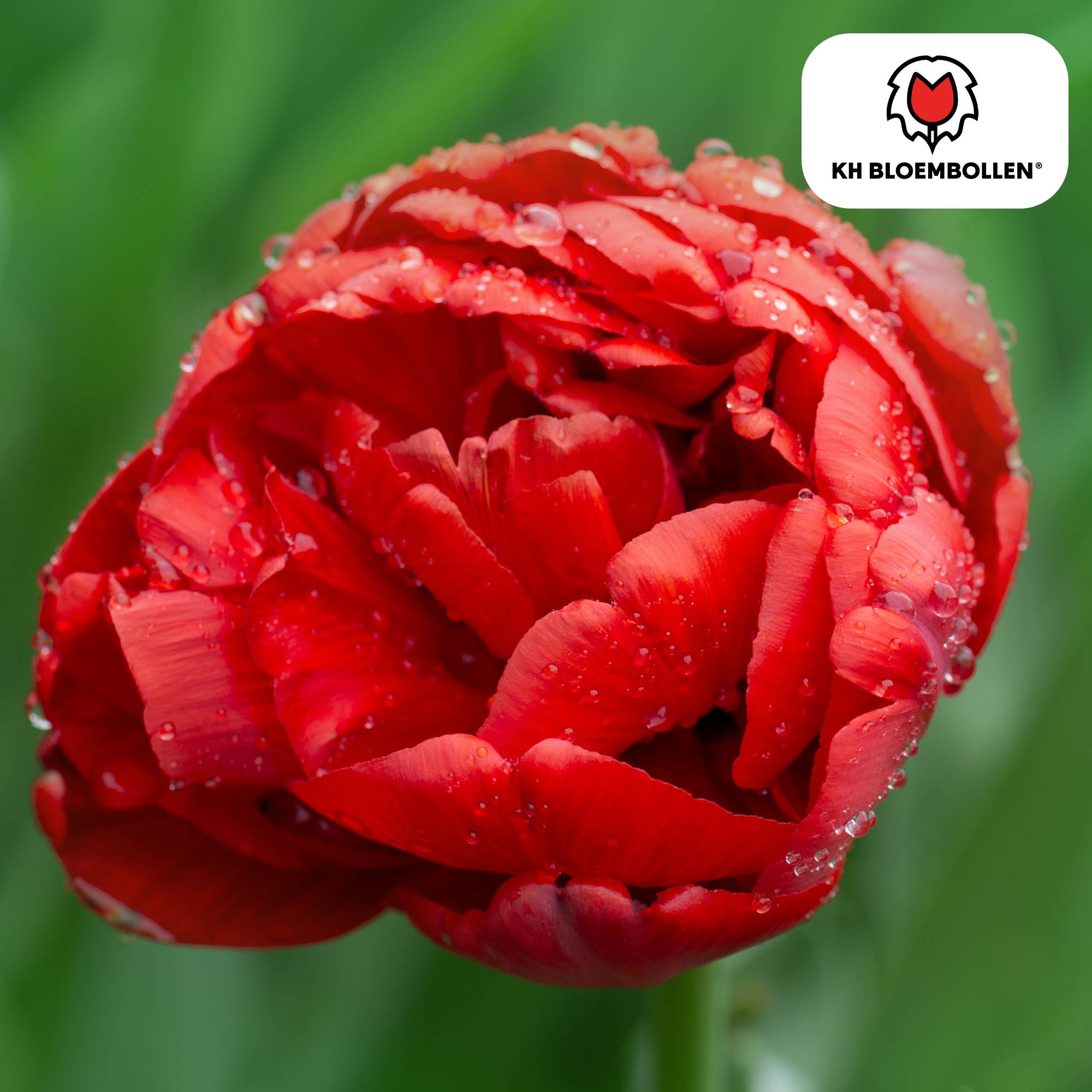 La Green Touch - Tulipe double Bombastic Red - 20 bulbes - Image 2