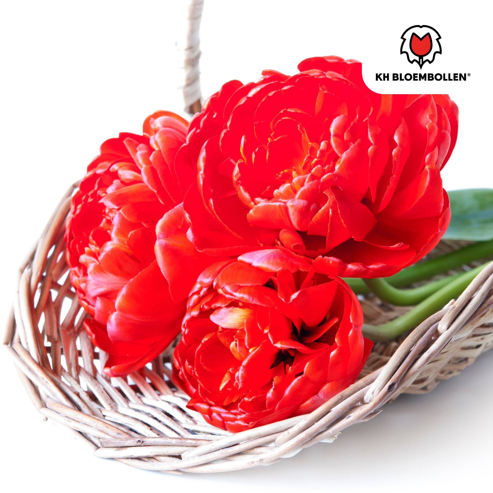 La Green Touch - Tulipe double Bombastic Red - 20 bulbes - Image 4