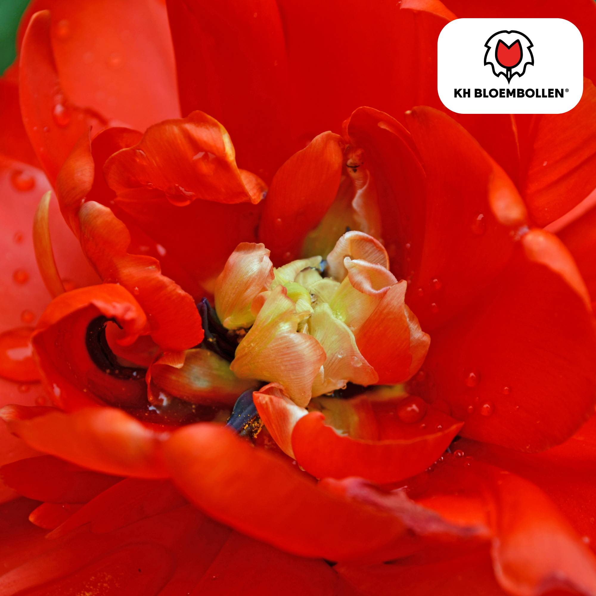 La Green Touch - Tulipe double Bombastic Red - 20 bulbes - Image 3