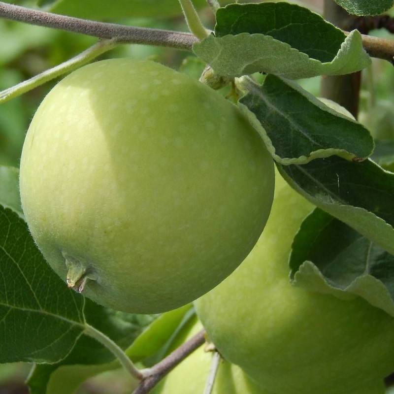 Pommier Transparente de Croncels - Bon rendement - Pot de 10L - Gobelet 2 ans - 120/150 cm - De 3,00 m à 5,00 m - Imagen 6