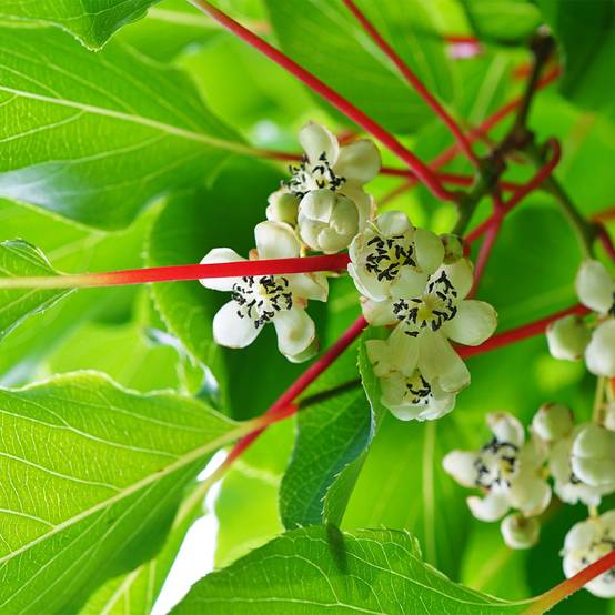 Promesse de Fleurs - Kiwai Prince Jumbo (mâle) - Actinidia arguta Pot de 1,5L/2L