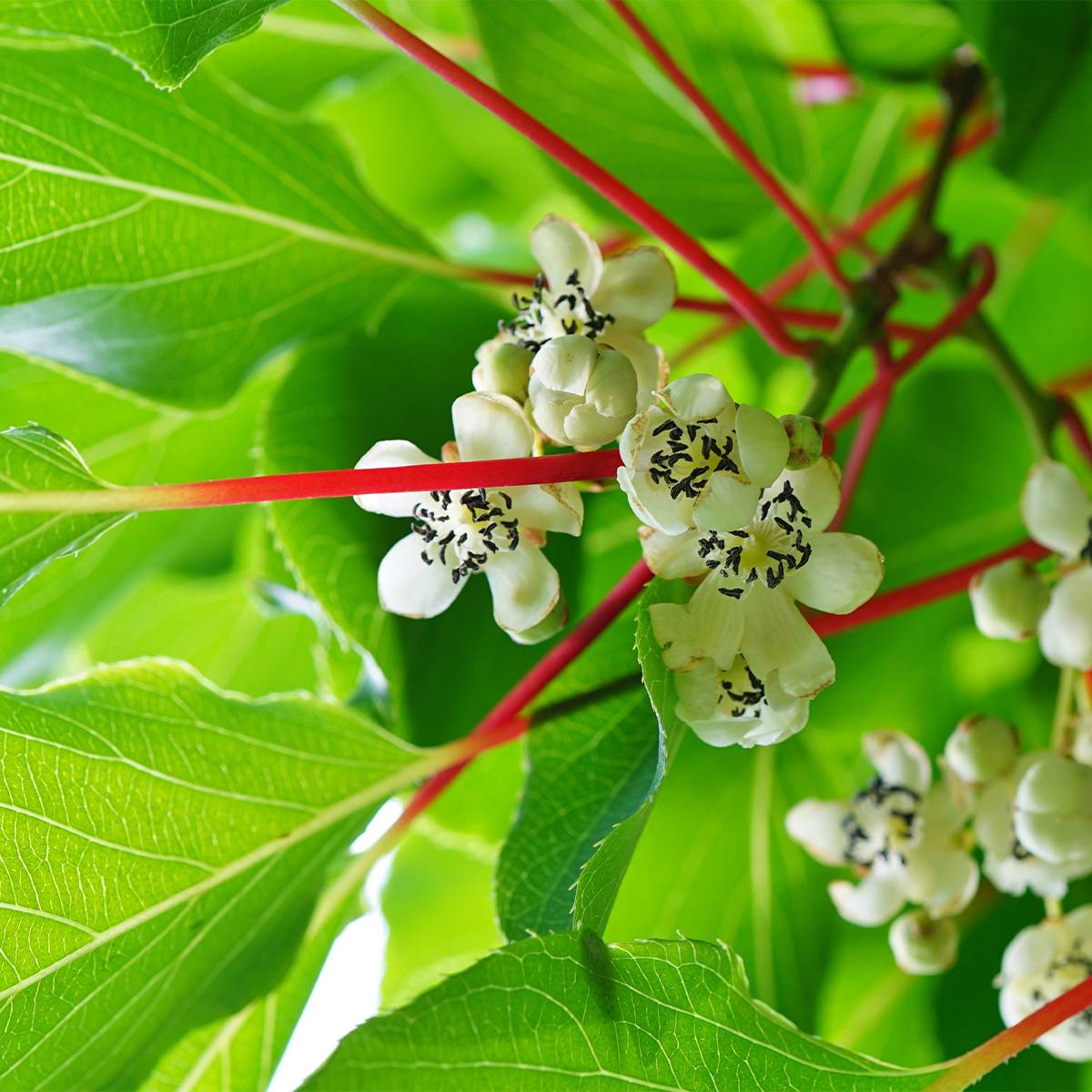 Promesse de Fleurs - Kiwai Prince Jumbo (mâle) - Actinidia arguta Pot de 1,5L/2L