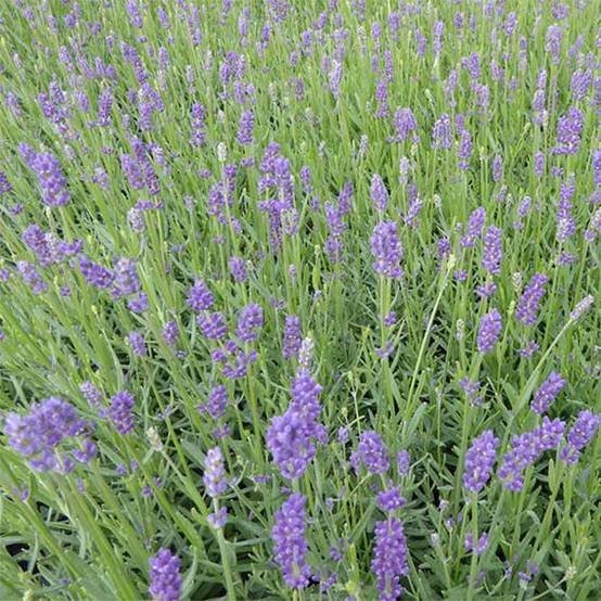 Lavandula angustifolia Essence Purple - Lavande vraie Godet de 8/9 cm