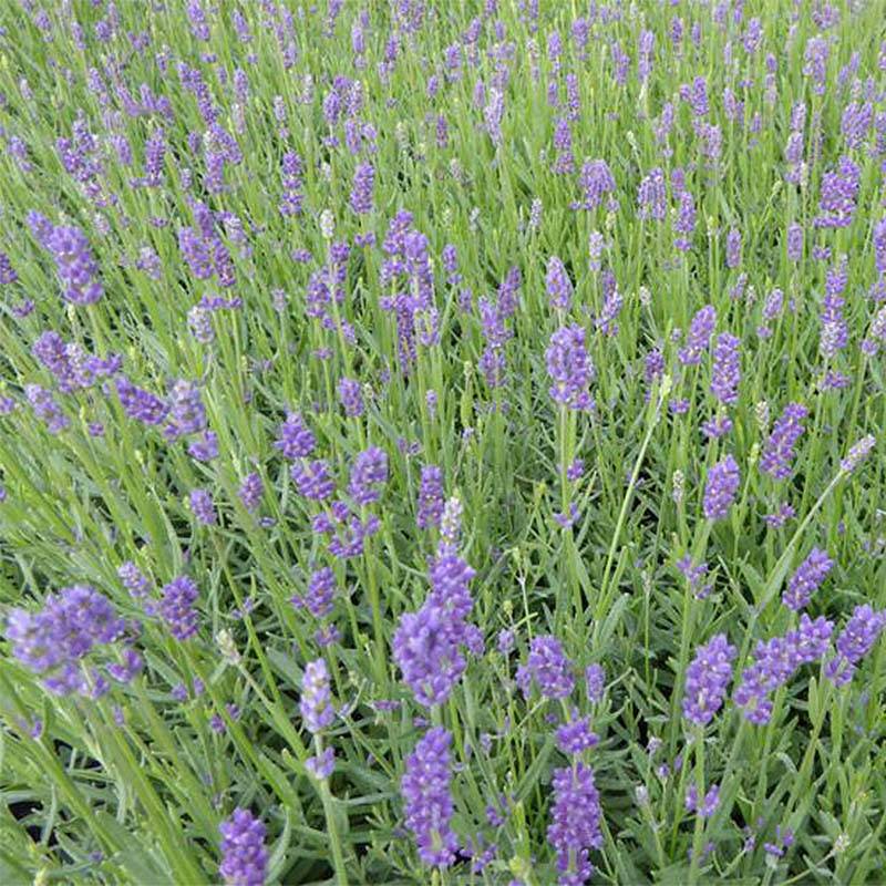 Lavandula angustifolia Essence Purple - Lavande vraie Godet de 8/9 cm