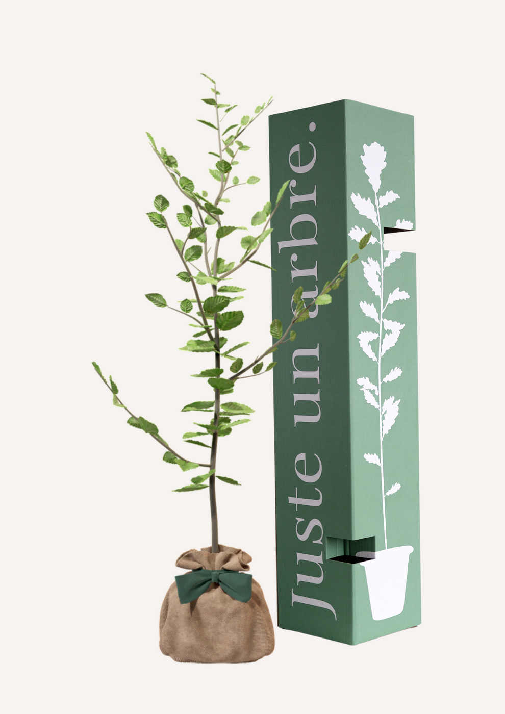 Juste Un Arbre - JUSTE UN ARBRE. – Hêtre commun | Cadeau symbolique pour naissance, mariage, anniversaire – Arbre noble pour espaces étendus. - Imagen 1