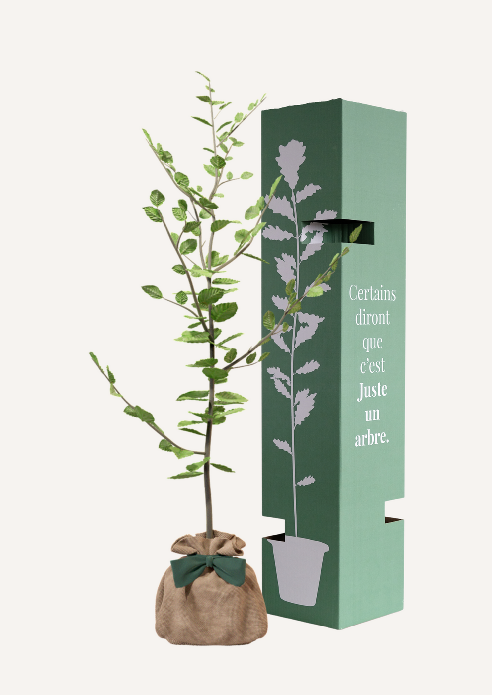 Juste Un Arbre - JUSTE UN ARBRE. – Hêtre commun | Cadeau symbolique pour naissance, mariage, anniversaire – Arbre noble pour espaces étendus. - Imagen 2