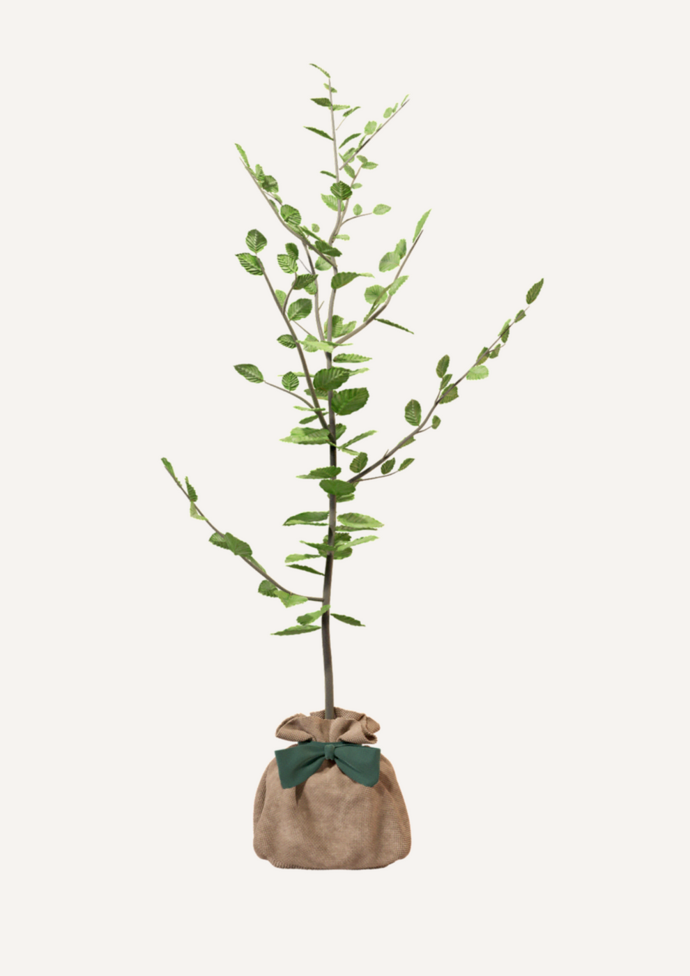 Juste Un Arbre - JUSTE UN ARBRE. – Hêtre commun | Cadeau symbolique pour naissance, mariage, anniversaire – Arbre noble pour espaces étendus. - Imagen 3