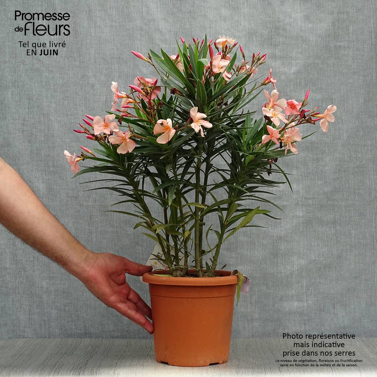 Promesse de Fleurs - Laurier rose Soleil Levant - Nerium oleander Pot de 3L/4L, Buisson - Image 2