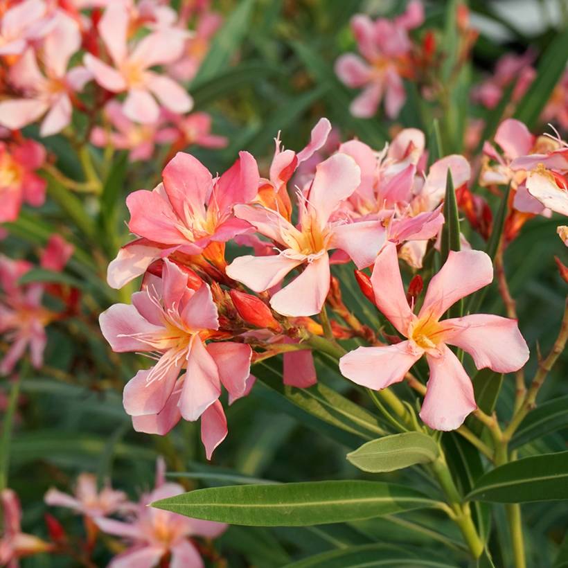 Promesse de Fleurs - Laurier rose Soleil Levant - Nerium oleander Pot de 3L/4L, Buisson