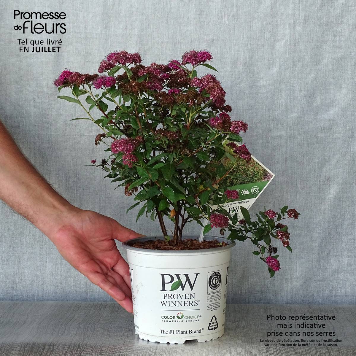 Spirée japonaise Double Play Artist - Spiraea japonica Pot de 2L/3L - Image 2