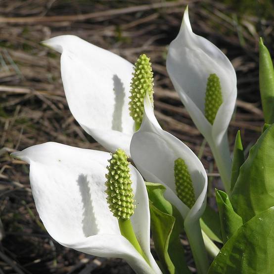Lysichiton camtschatcensis - Arum bananier blanc Godet de 8/9 cm