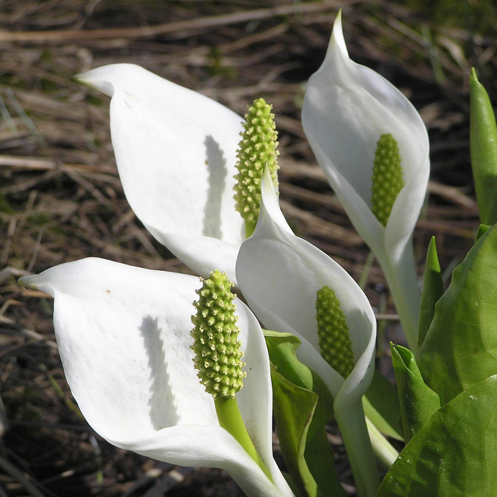 Lysichiton camtschatcensis - Arum bananier blanc Godet de 8/9 cm