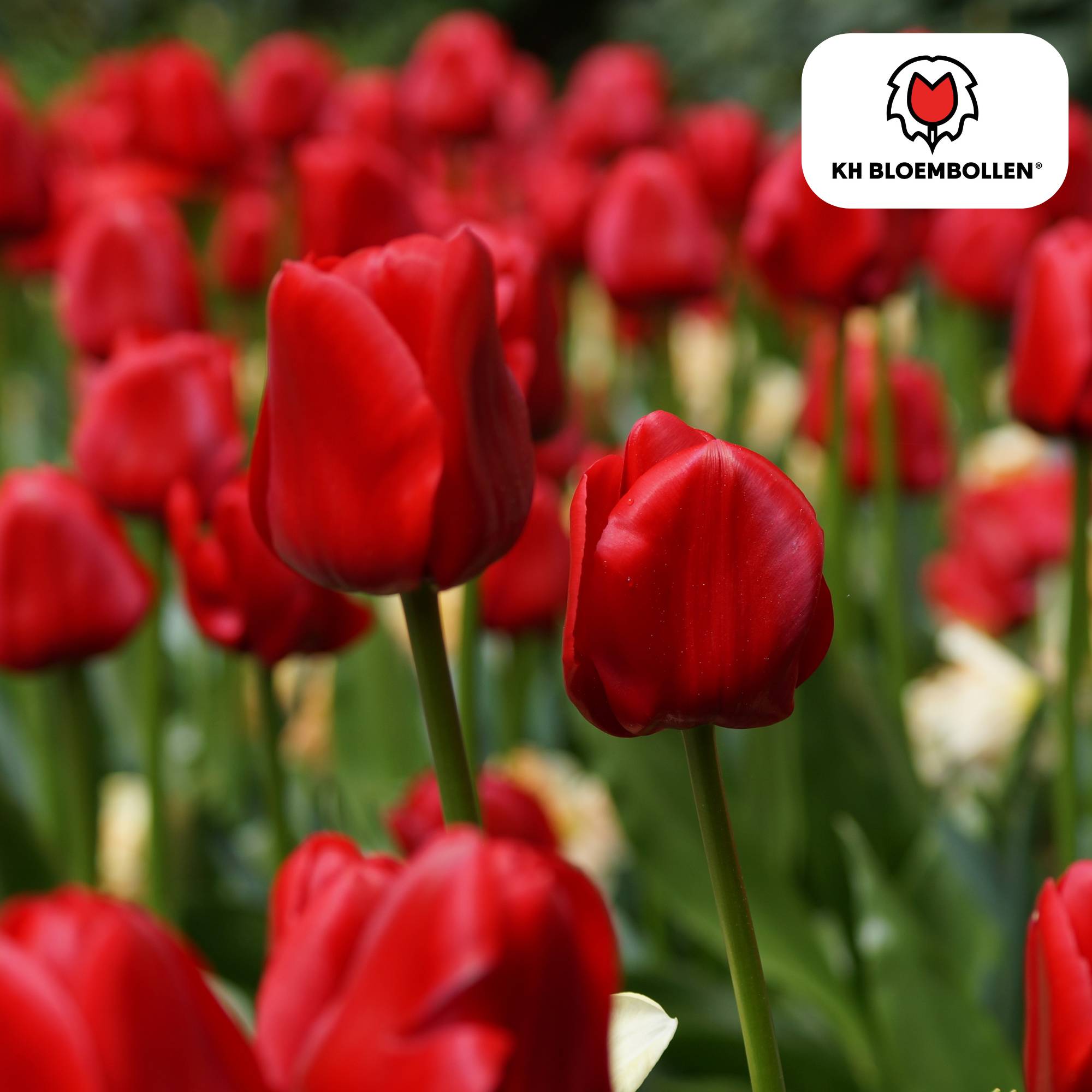 La Green Touch - Tulipe Seadov - 20 bulbes