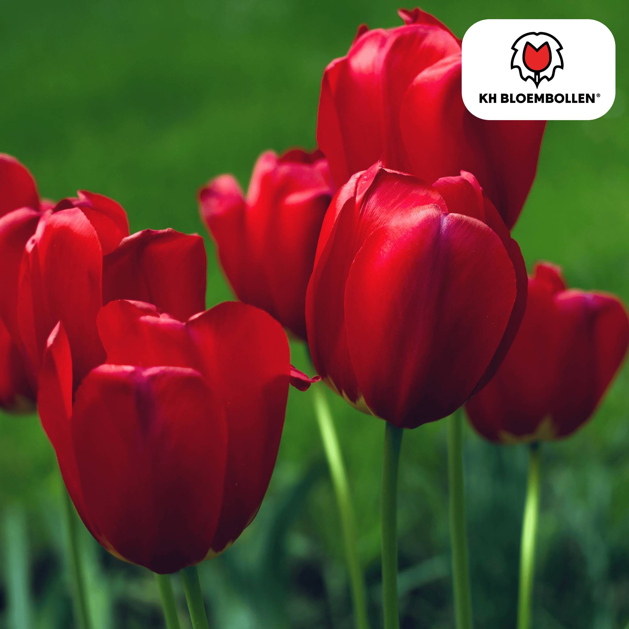 La Green Touch - Tulipe Seadov - 20 bulbes - Image 2