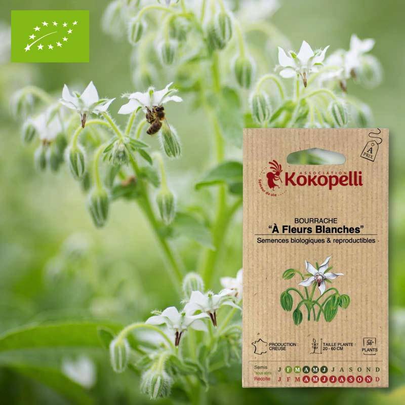 Bourrache À Fleurs Blanches- Graines bio à semer - Imagen 1