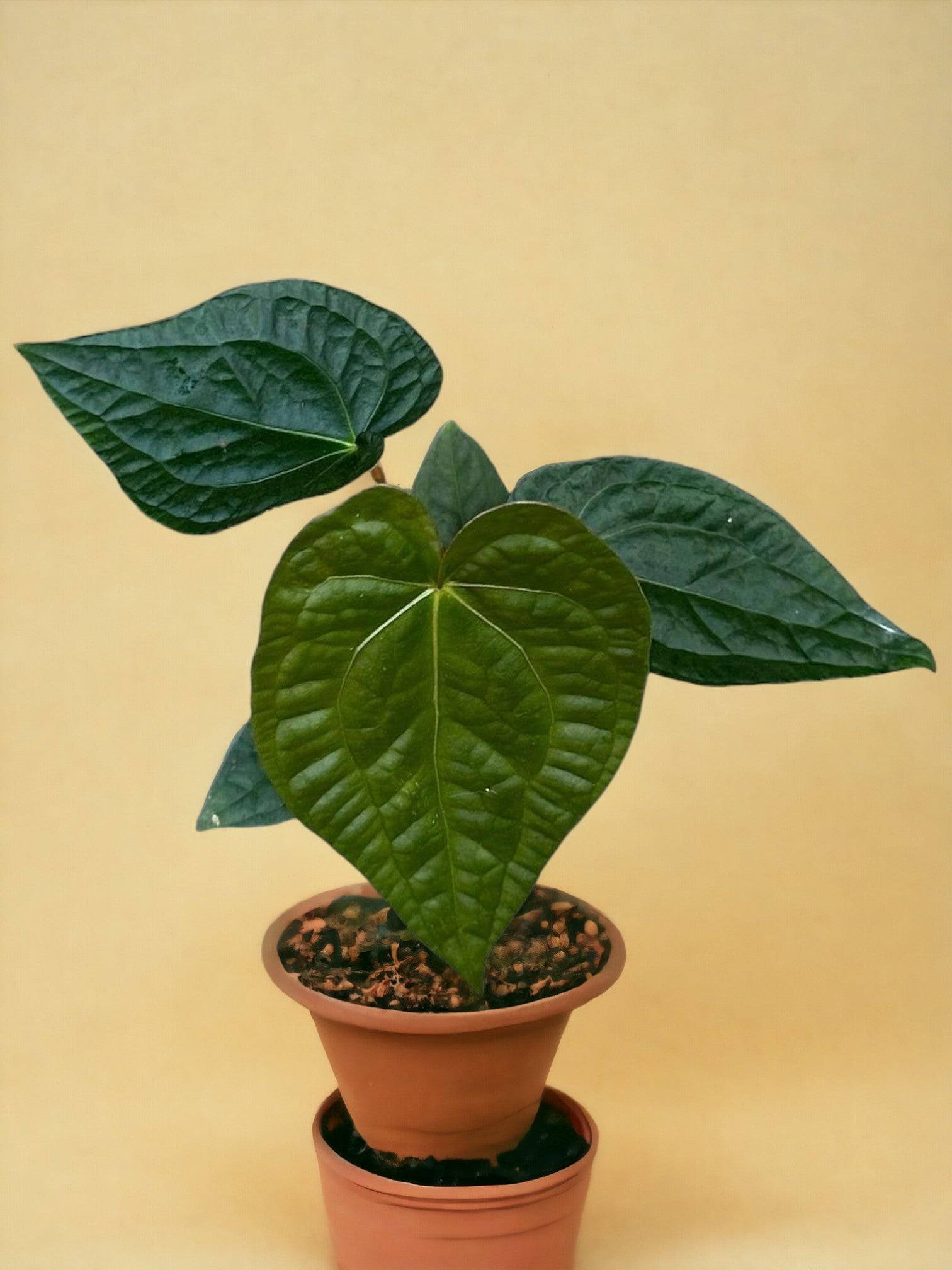 Anthurium Magnificum X Luxurians- La Green Touch