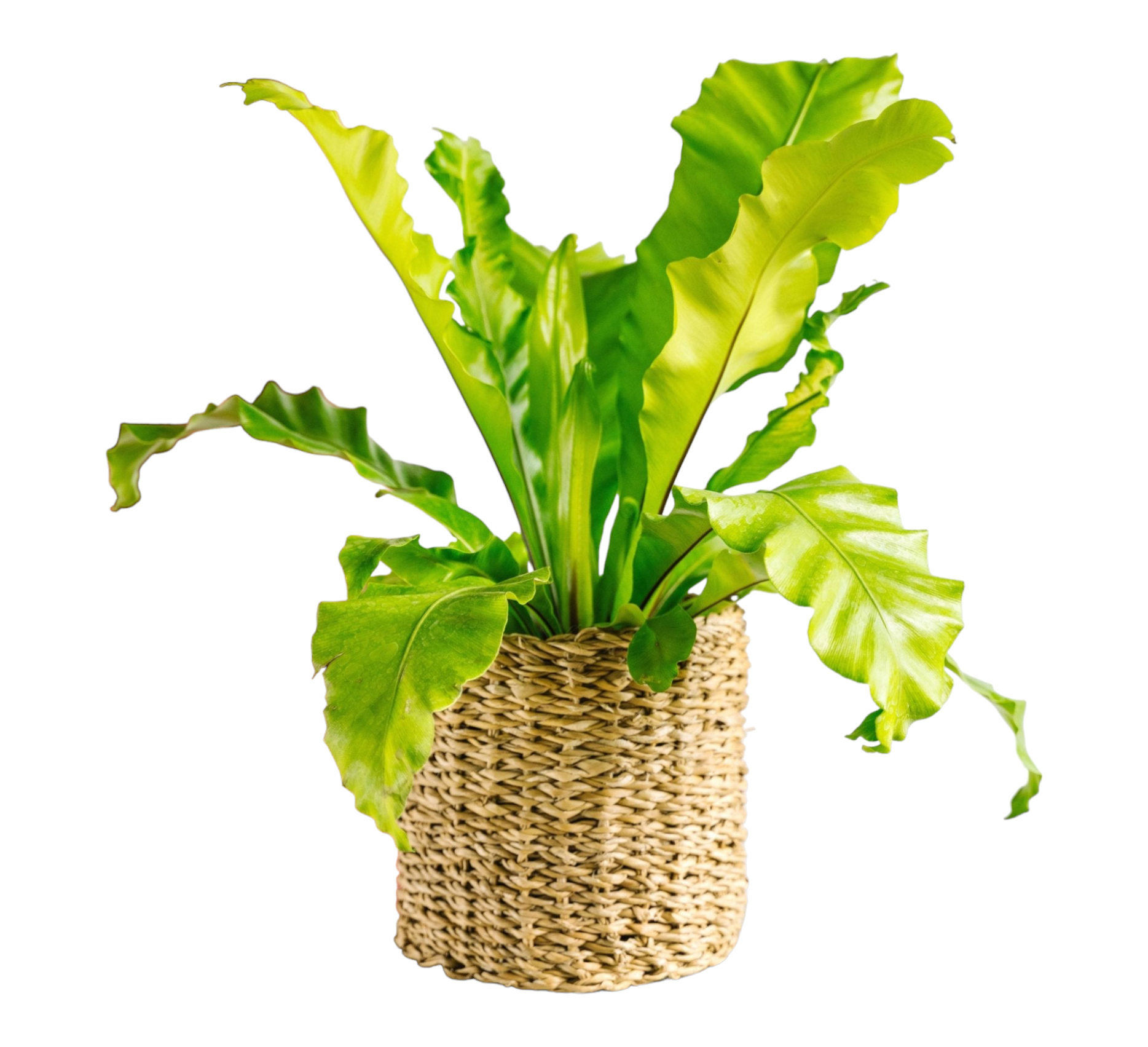 Fougère Asplenium Nidus 40cm - Plante d'intérieur- La Green Touch - Image 1