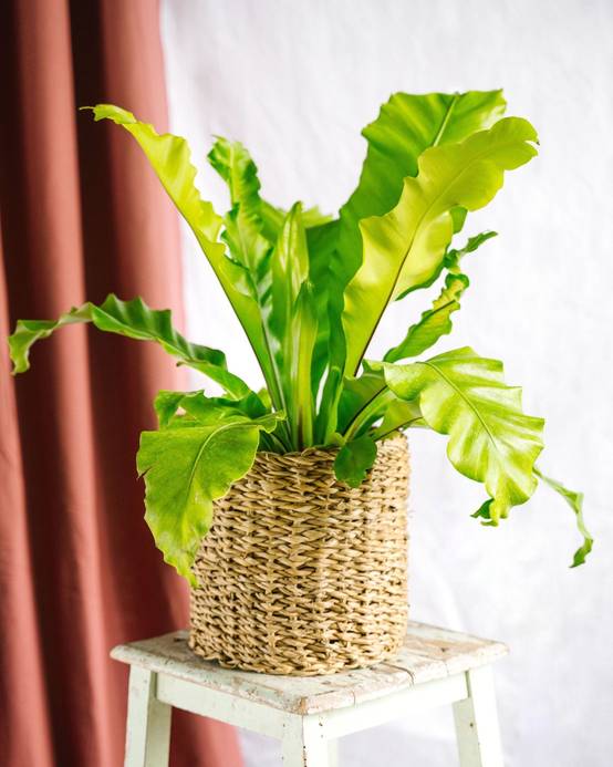 Fougère Asplenium Nidus 40cm - Plante d'intérieur- La Green Touch - Image 2