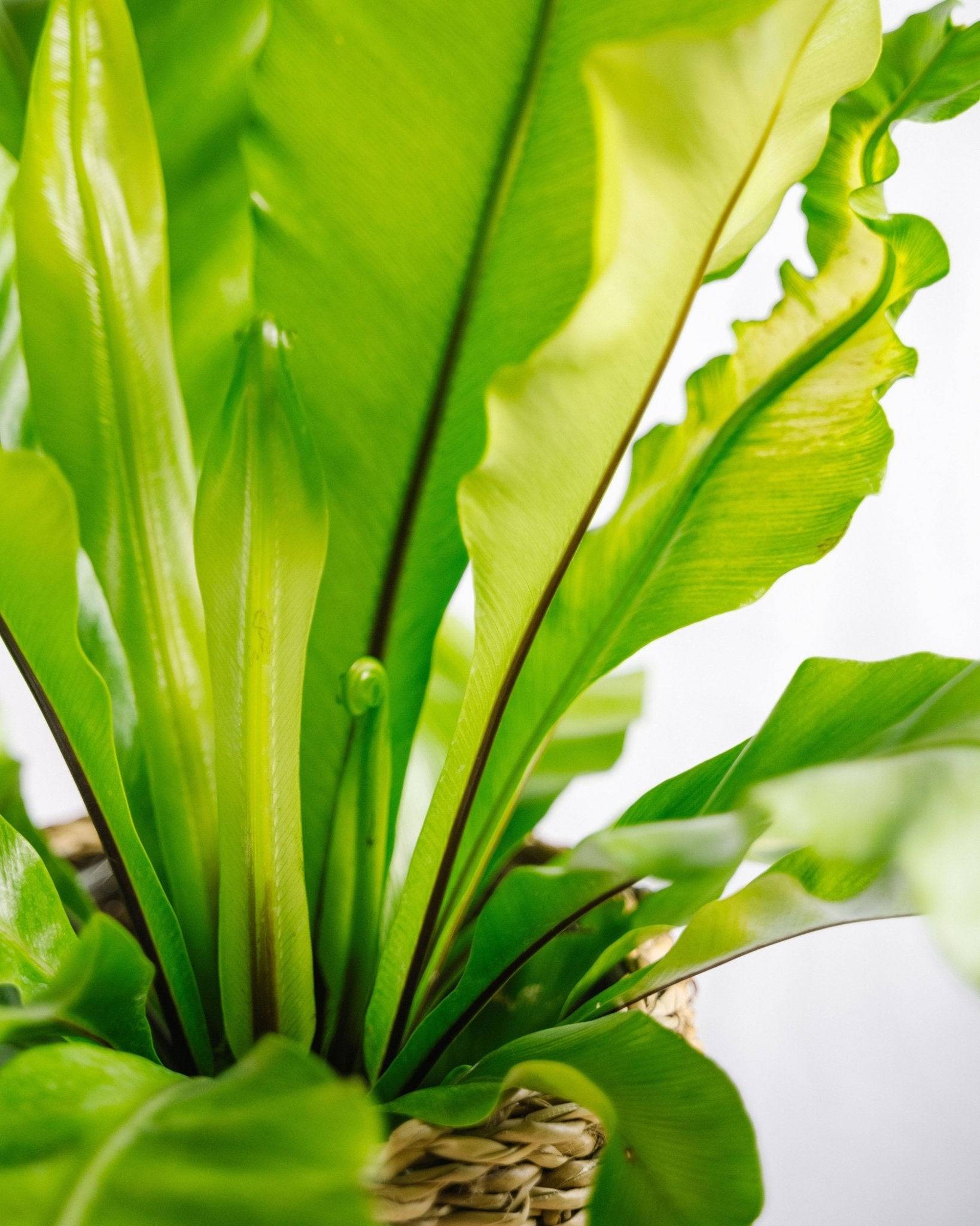 Fougère Asplenium Nidus 40cm - Plante d'intérieur- La Green Touch - Image 3